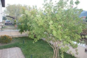 Vila PANAJOTIS Stavros