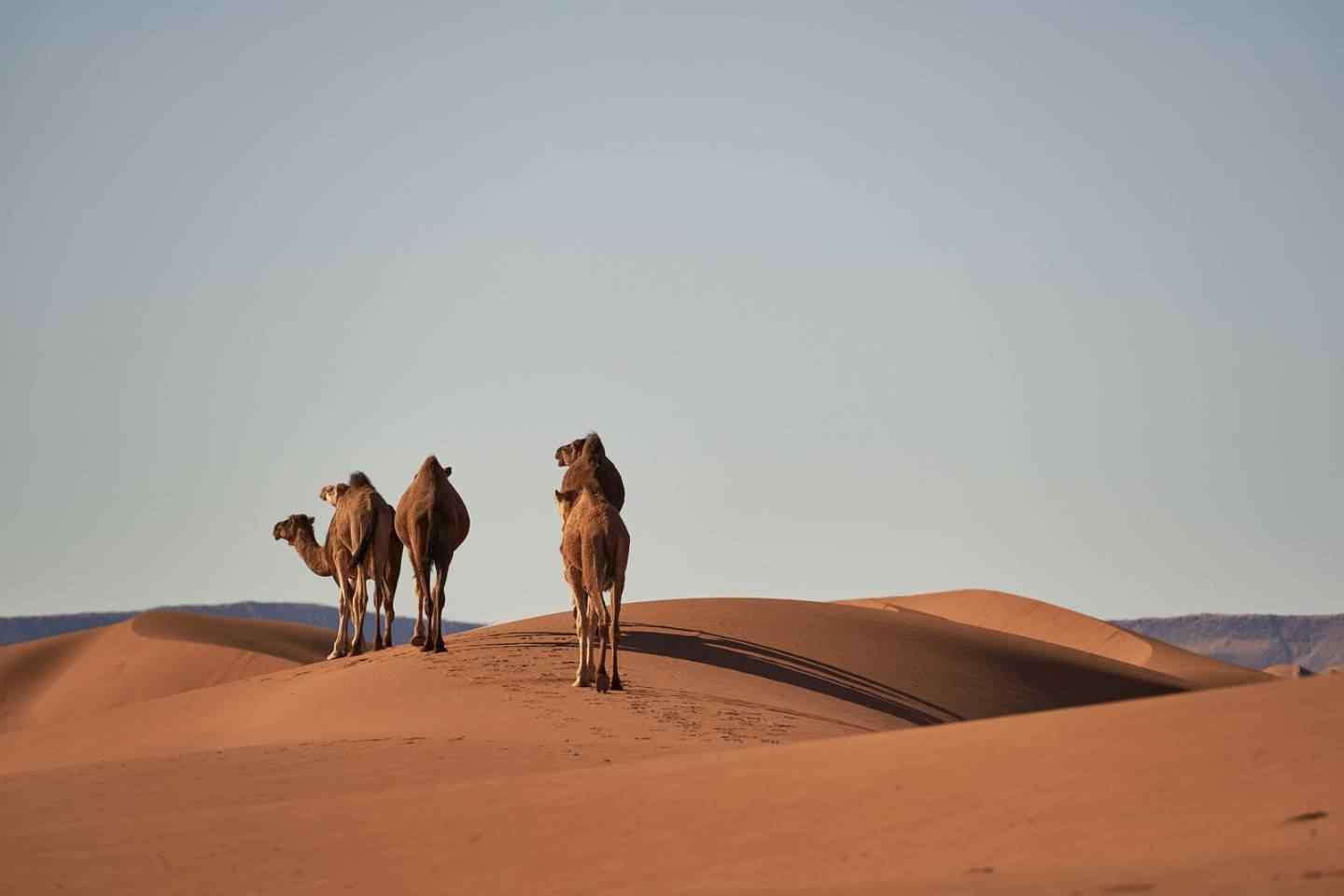 Tunis Sahara