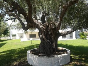 Vila ALEXANDROS Siviri