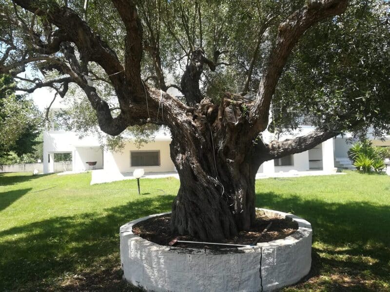 Vila ALEXANDROS Siviri