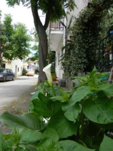 Vila XENIOS Milina Pilion